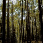 Podzim na Kraví Hoře