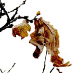 ...až opadá listí z dubu...