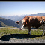 A není fialová...!