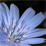 <b>Čekanka podruhé</b>