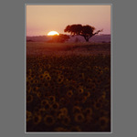 Západ slunce nad slunečnicovým polem