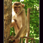 <b>Monkey Business</b>