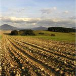 Večer sadá na polia ...