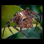 <b>* Kříž u potoka *</b>