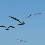 Nálet "královského letectva"