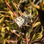 Ze života chorvatského hmyzu II. - koník podruhé