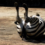 .. to ti je (pr) sranda ...