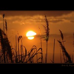 <B>HLEDEJ SVÉHO KOMÁRA...</B>