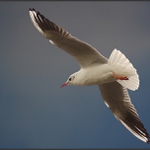 <B>LETÍCÍ TORPÉDO ...</B>