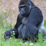 Gorila