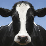 Black Holstein krafka