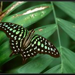 Motýl 9