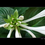 BLOOM FLOWER