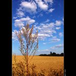 SUMMERCOLOUR...