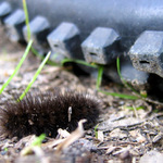 -CATERPILLAR-