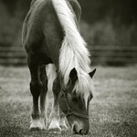 Begánek z Ostřetína