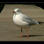 Čajka na betóne...