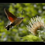 <b>...dlouhozobka 2...</b>