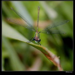 <b>...do očí...</b>