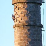 Příliš tvrdý strom...