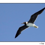 Laughing Gull