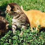 -= poobedna siesta 2 =-
