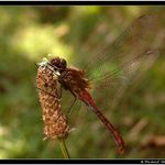 Letadlo britských ééérolinek #1