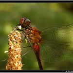 Letadlo britských éééérolinek #2