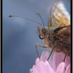 ***Dívej se mi do očí!***