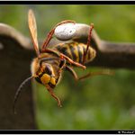 Ty jo, ja jsem asi namazanej!