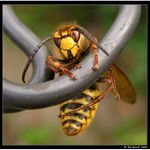 Ta hruškovice, to je ale swinstwo, divejte co to se mnou dela! :-)