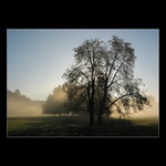 Světlo v zámeckem parku II.