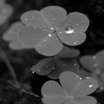 Oxalis acetosella