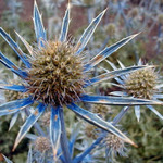 ..:: modry pichlavec ::..