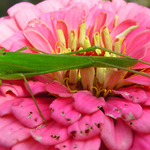 Protahování svalů