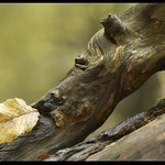 Co vše je vidět v lese :-)