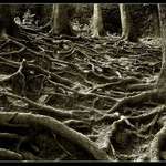 <B>.:Kořeny I:.</B>