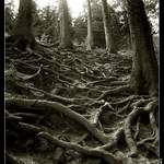 <B>.:Kořeny II:.</B>