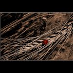 <B>Jedna polní...:O)))