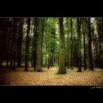 ..:: Tajuplný les ::..