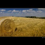 ..:: českosibiřský balík plný slámy ::..