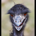 EMU