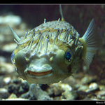 Rybička maličká ...