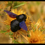 ...brouček neposeda...