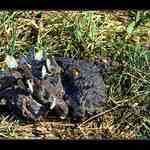 Pozdrav z rumunského Banátu pro Petra H.