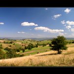 políčka svatohelenských