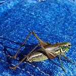 Horská sluneční lázeň