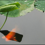 Koi