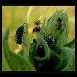  ...PŘELIDNĚNO... ( pro Hieronyma Bosche )