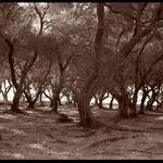 <b>olive wood</b>